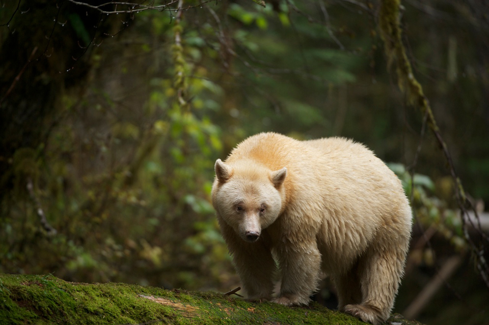 Spirit Bear in the Great Bear Rainforest