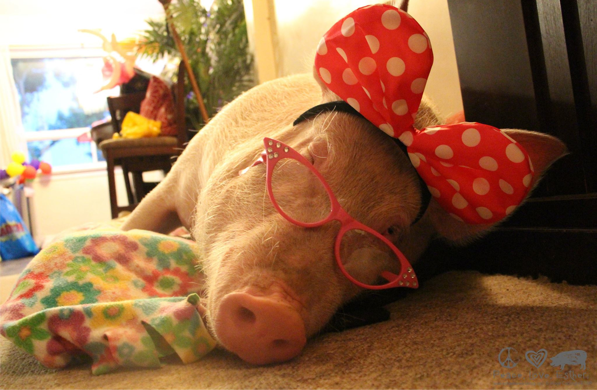 Esther the Wonder Pig