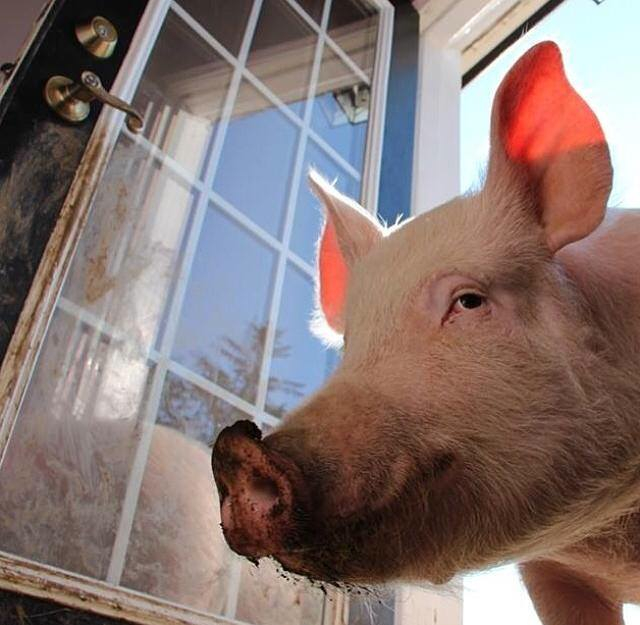 Esther the Wonder Pig