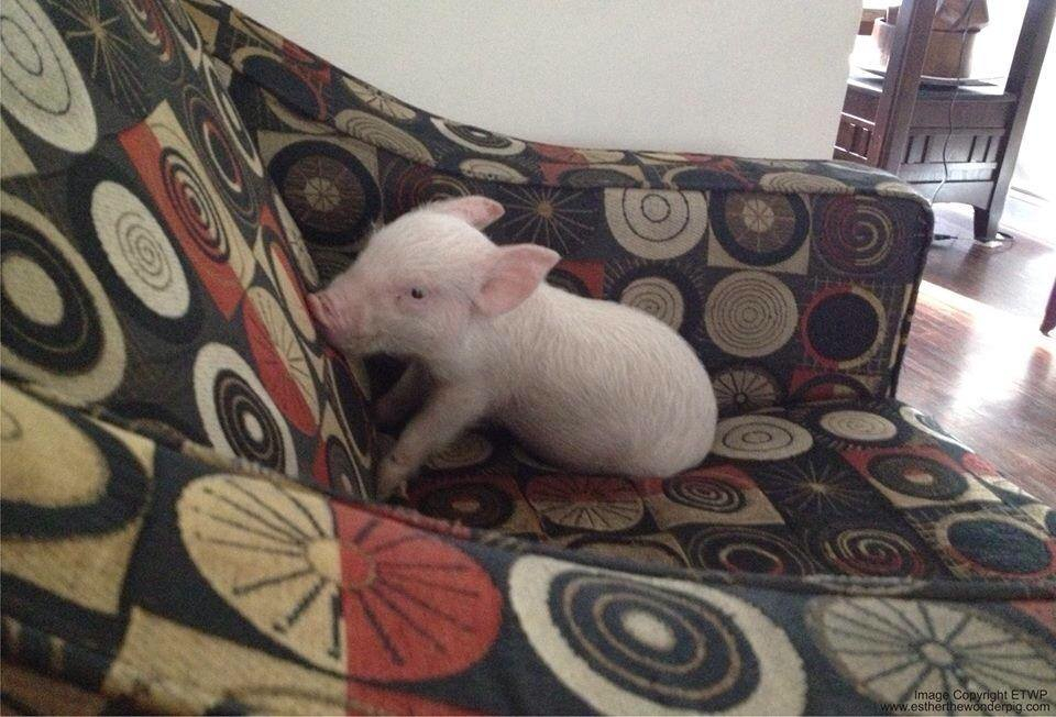 Esther the "mini" pig